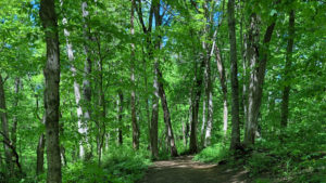 An Old Oak On An Ancient Path