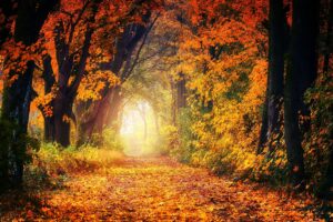 Fall Ancient Paths