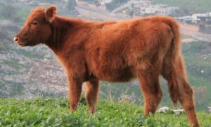 Red Heifer